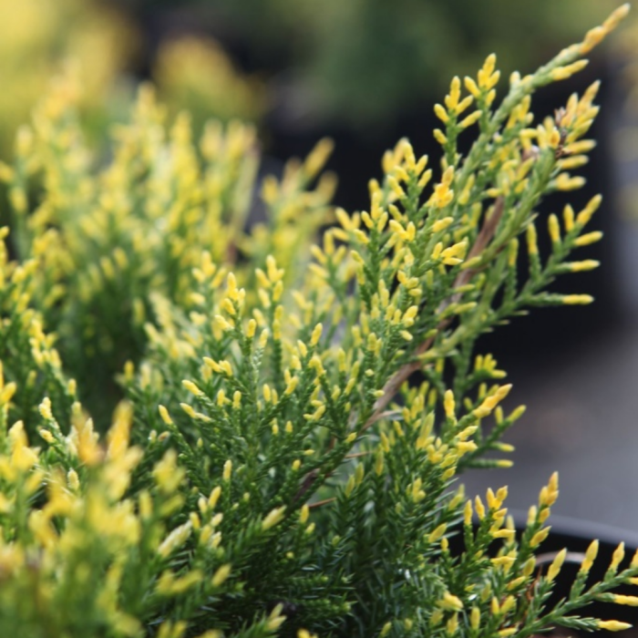 7032_032702_Juniperus_pfitzeriana_King_of_Spring_close_up[1].png